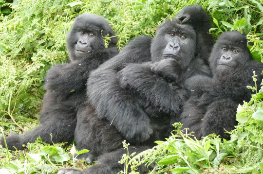 mother gorilla with her three offspring